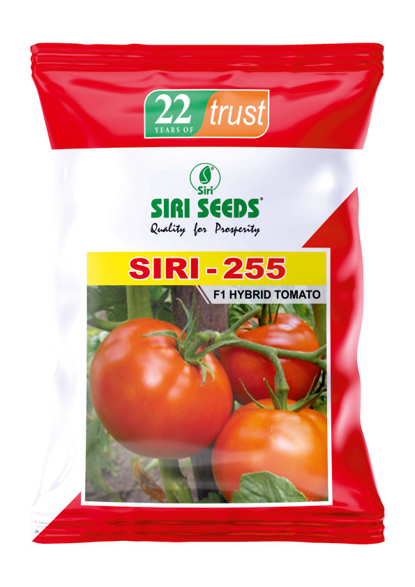Siri 255 F1 Hybrid Tomato